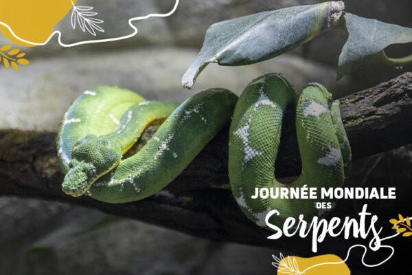 Journée mondiale des serpents : c’est aujourd’hui !