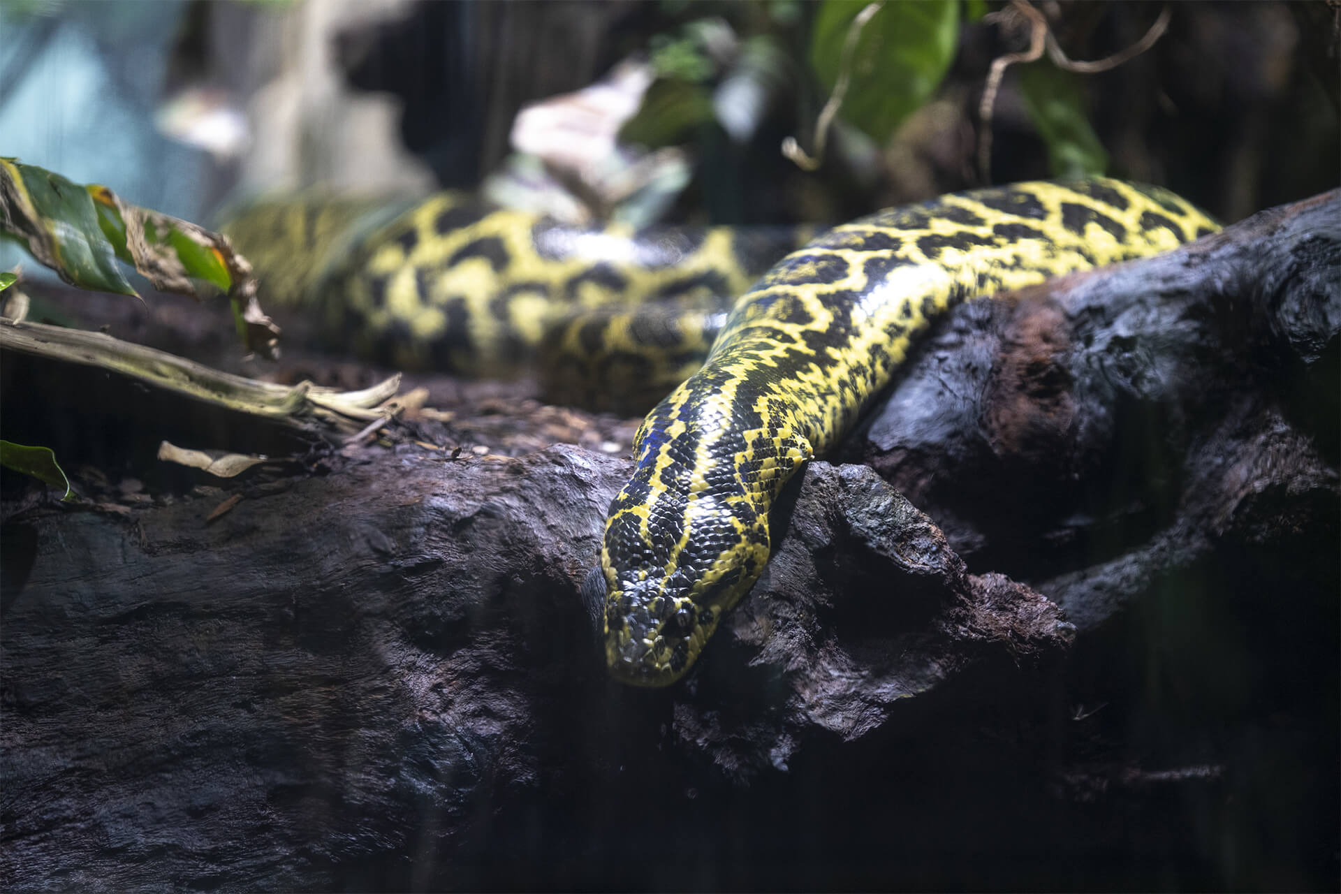 anaconda jaune