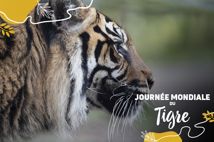 On fête les tigres aujourd’hui dans le monde entier !