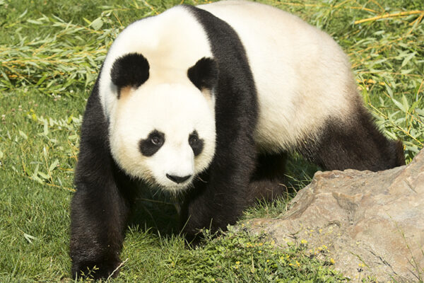 La FAQ des pandas