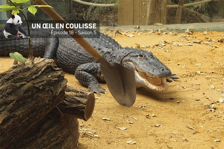 Le bel canto des alligators !