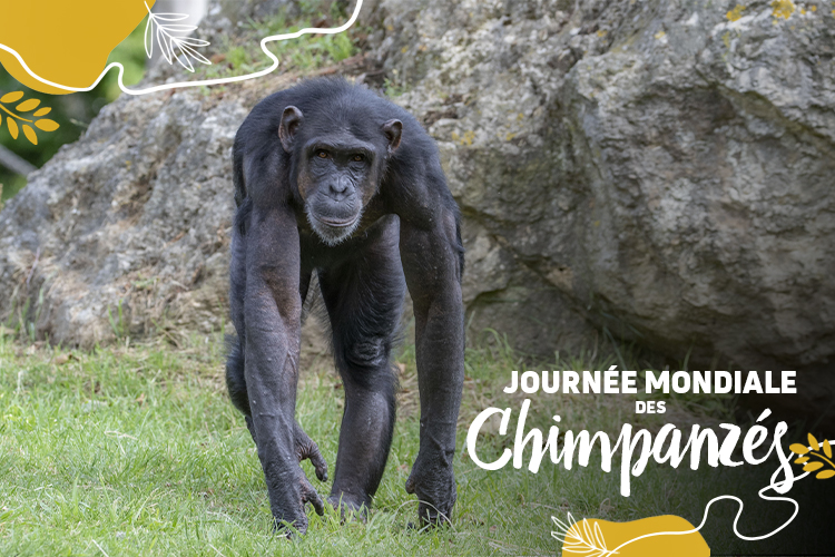 Les chimpanzés à l’honneur en ce 14 juillet !