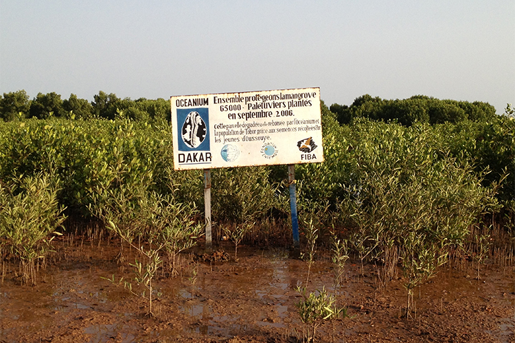 Le 26 juillet, journée mondiale de la mangrove !