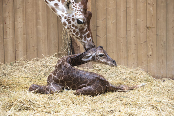 Un deuxième girafon vient de naître au ZooParc de Beauval !