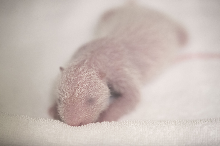 4 jours après la naissance : tout va bien !