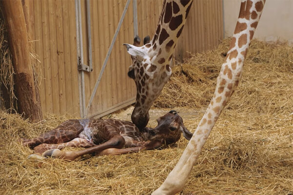 Vivez la naissance et les premiers jours de Melman, le girafon !