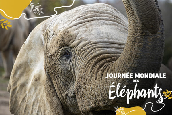 Le 12 août, c’est la journée mondiale de la protection des éléphants !