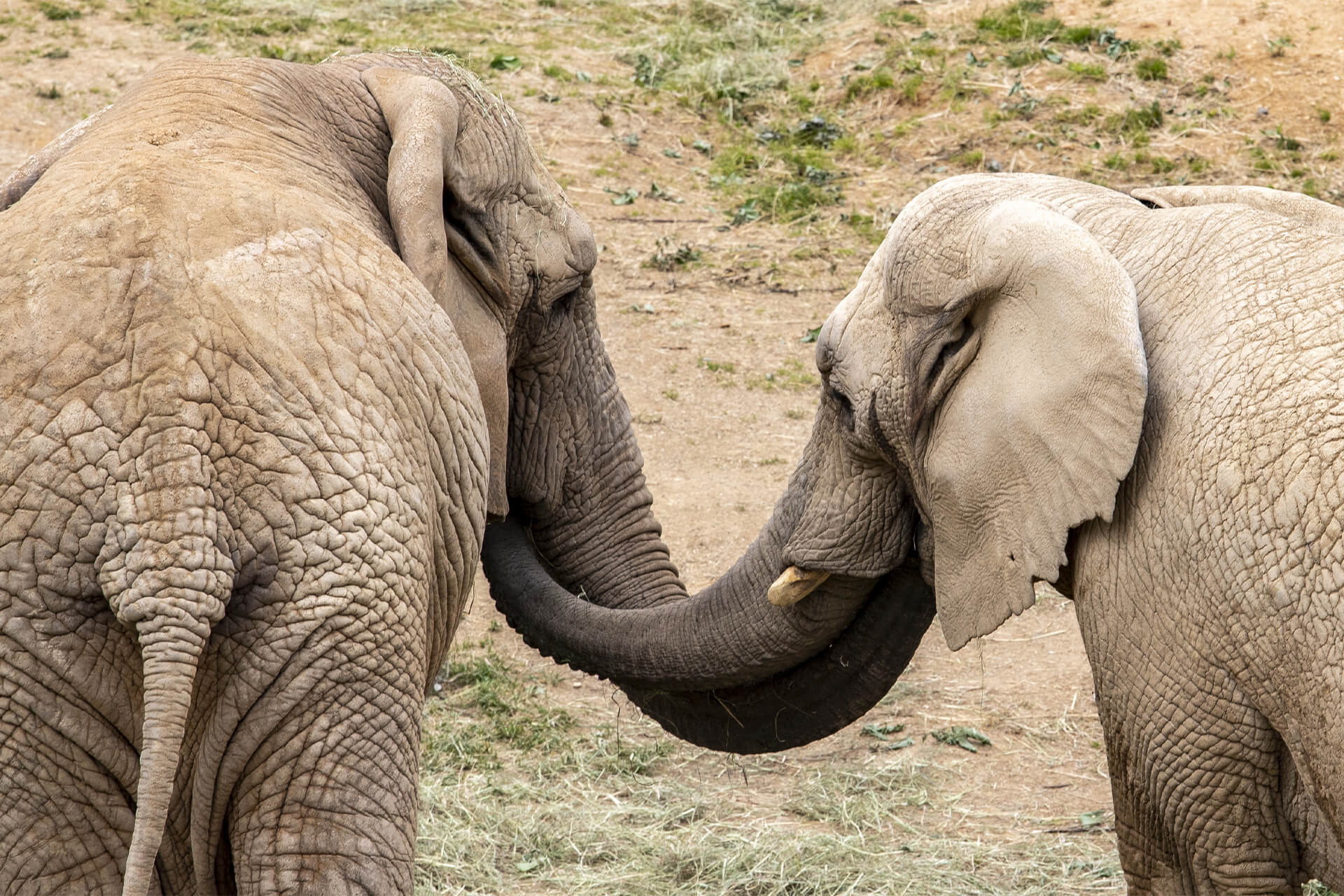Faits sur les éléphants  Protection mondiale des animaux