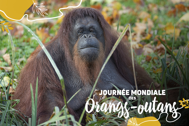 On fête les orangs-outans le 19 août !