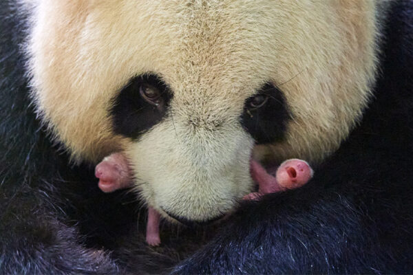 Naissance de DEUX pandas géants cette nuit !