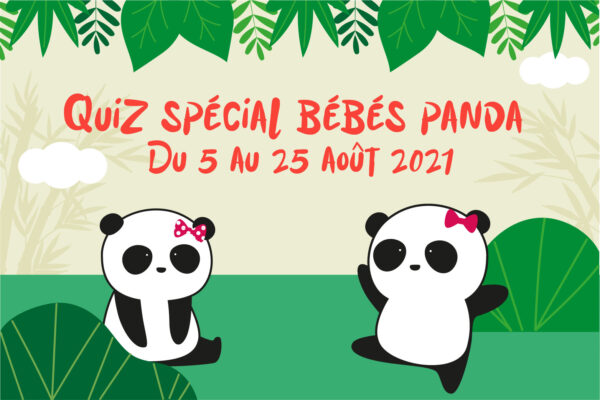 Quiz spécial « bébés panda » du 5 au 25 août !