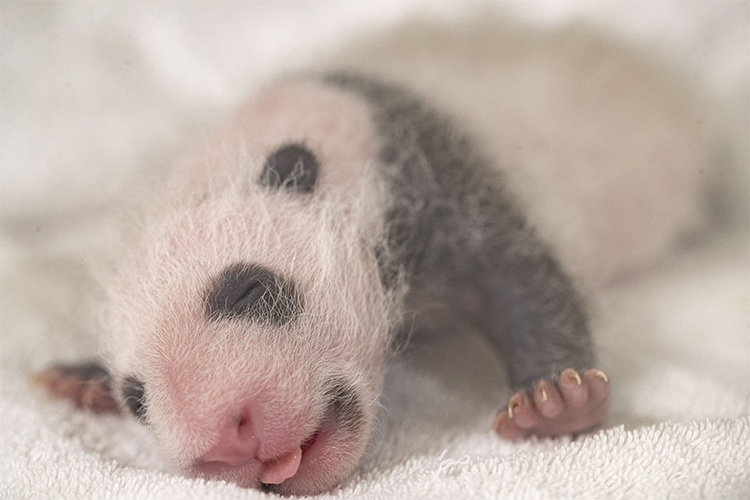 3 semaines après leur naissance, tout va bien !