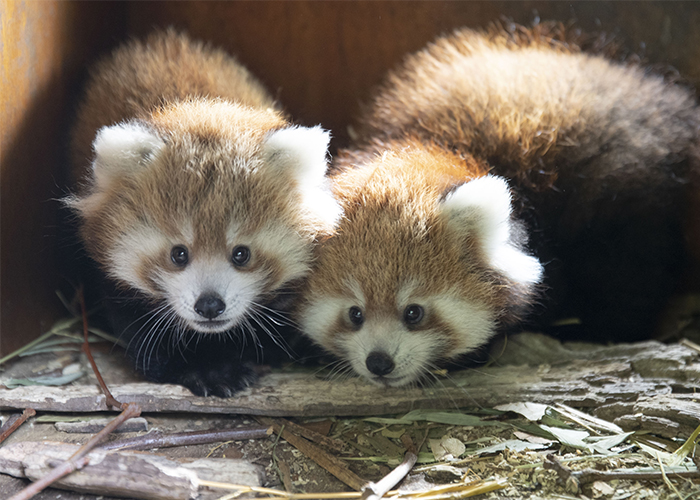 bébé panda roux