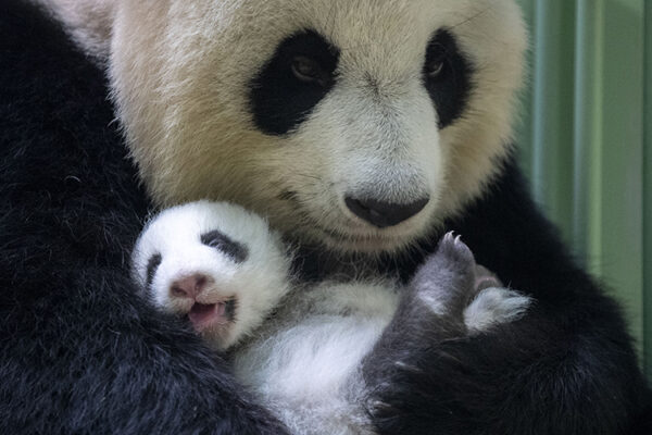 Un événement de taille chez les bébés panda…