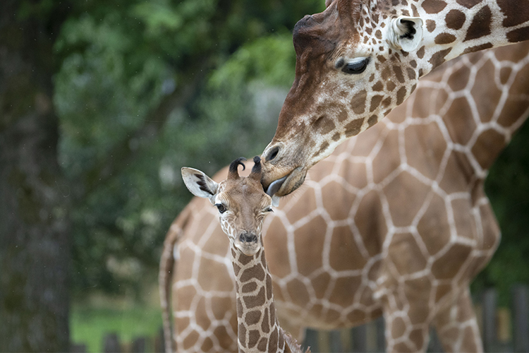 Melman, le girafon, est parrainable !