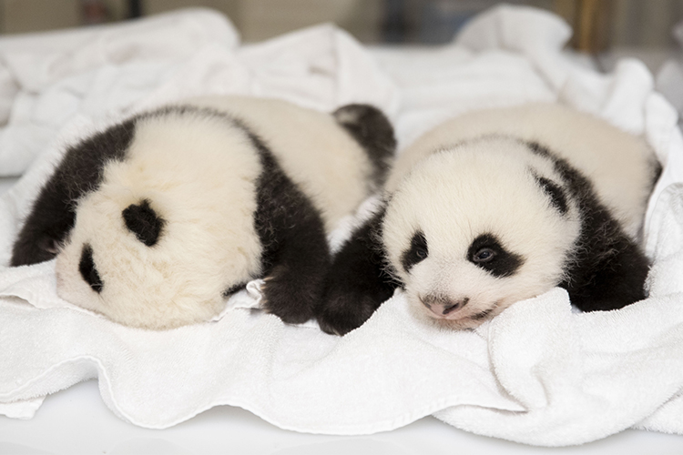 2 mois pour nos pandas !