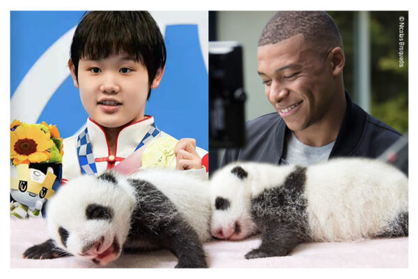 [Breaking news] : Les bébés panda parrainés par deux immenses champions : Kylian Mbappé et Zhang Jiaqi !!
