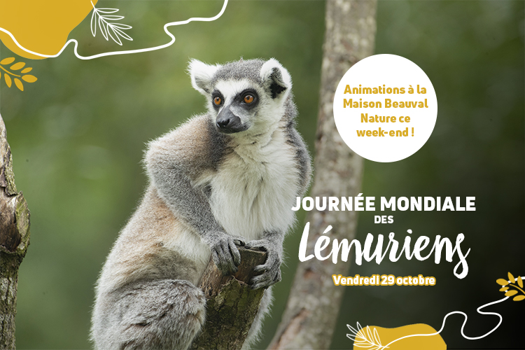 Beauval fête les lémuriens !