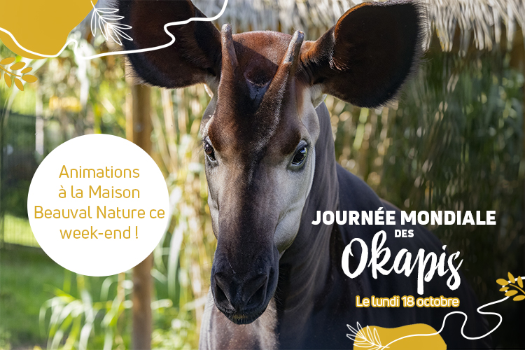 Les okapis à l’honneur ce week-end à Beauval !