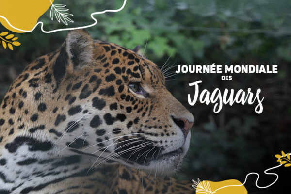 On fête les jaguars aujourd’hui !