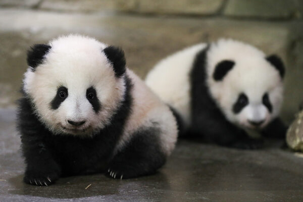 Les jumelles panda visibles dès le 11 décembre !