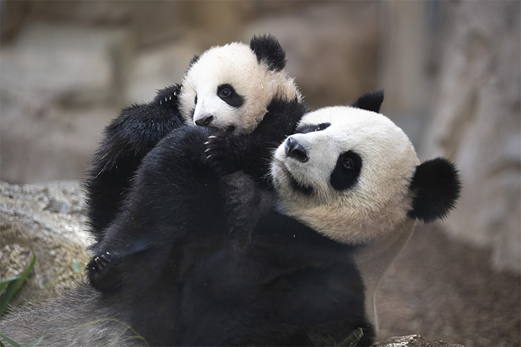 Les jumelles panda fêtent leurs 6 mois !