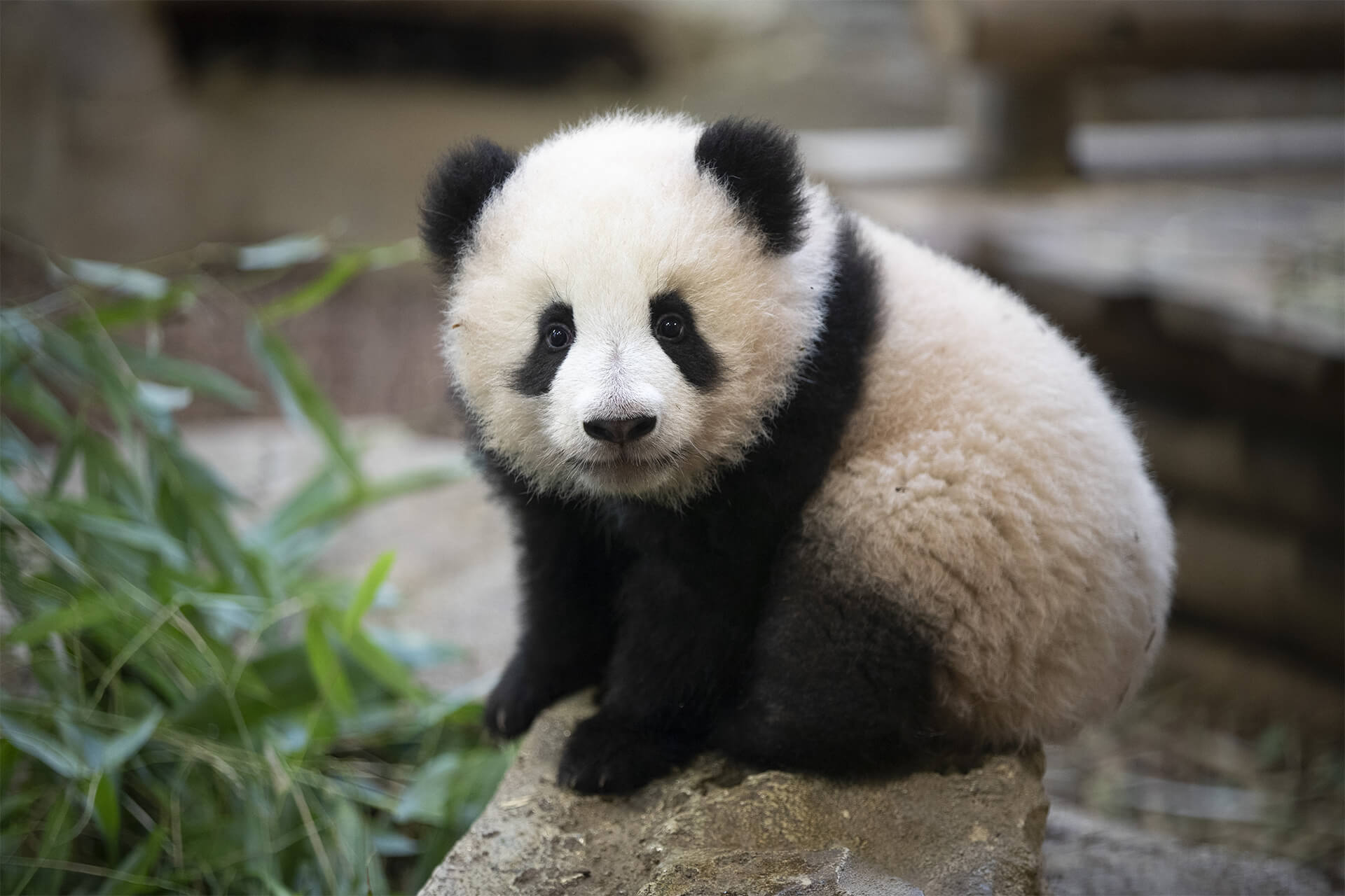 bébé panda Huanlili