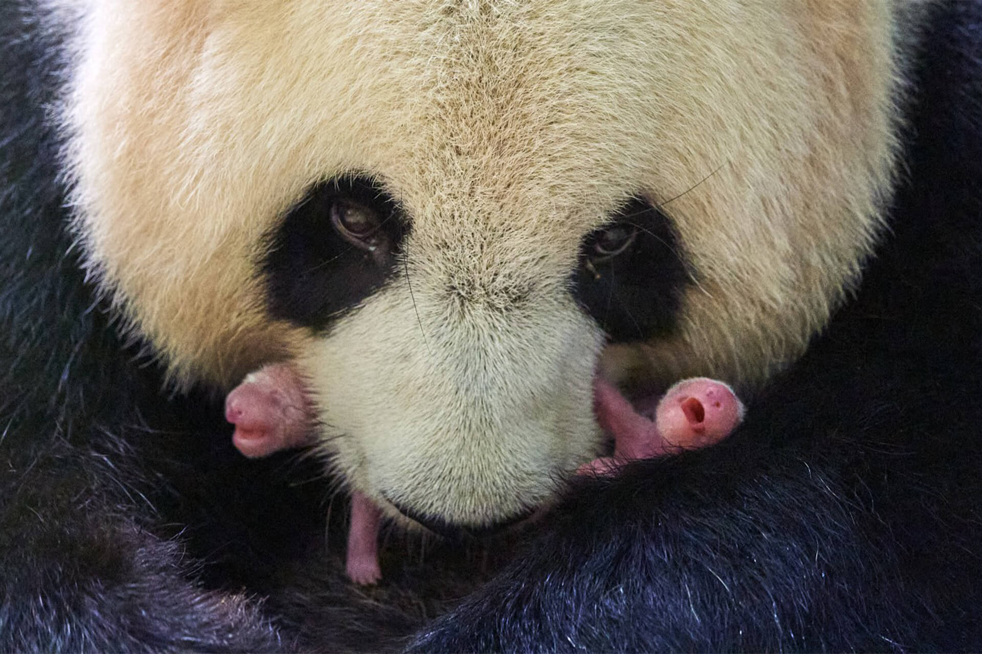 naissance jumelles pandas
