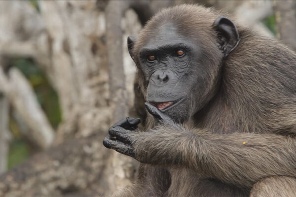 Help Congo ou la découverte d’un programme de conservation des chimpanzés exceptionnel !
