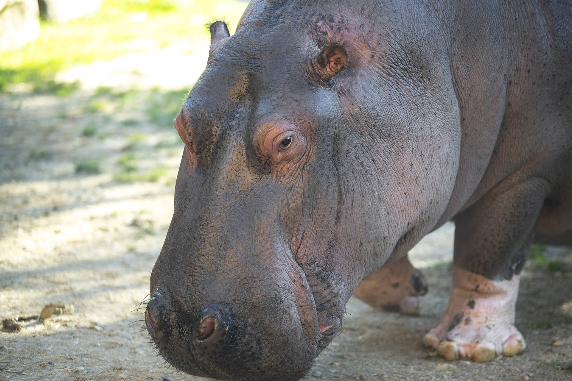 Kiwi l'hippopotame commun