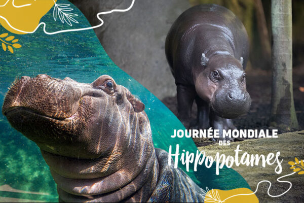 Les hippopotames sont à l’honneur aujourd’hui !