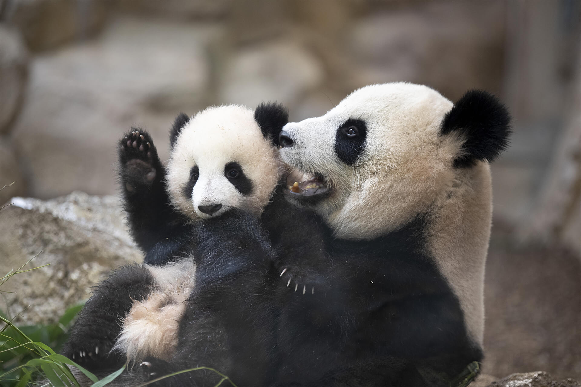 La famille panda géant