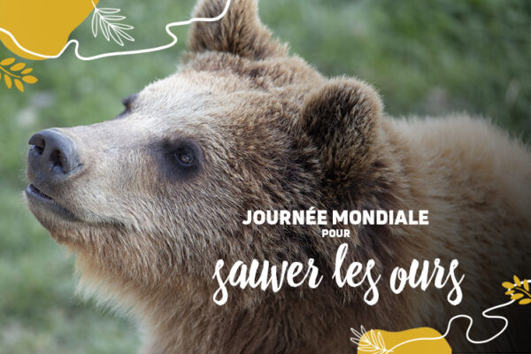 Focus sur les ours : c’est leur journée mondiale !