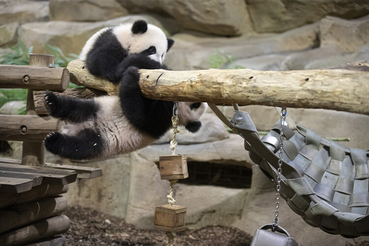 Huanlili et Yuandudu ZooParc de Beauval