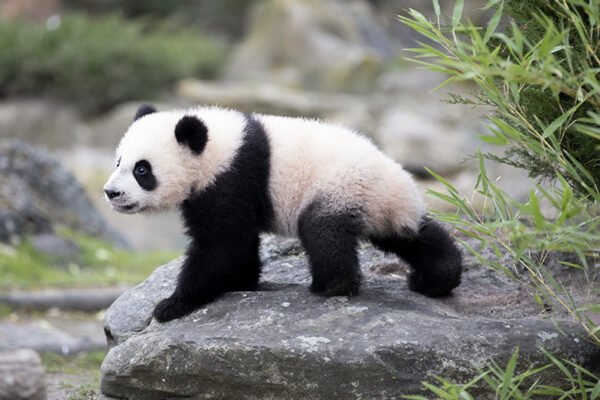 Jumelles panda : première sortie en extérieur réussie !