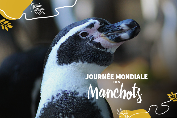 Journée mondiale des manchots