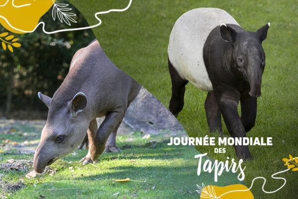 Le 27 avril, c’est la journée des tapirs !