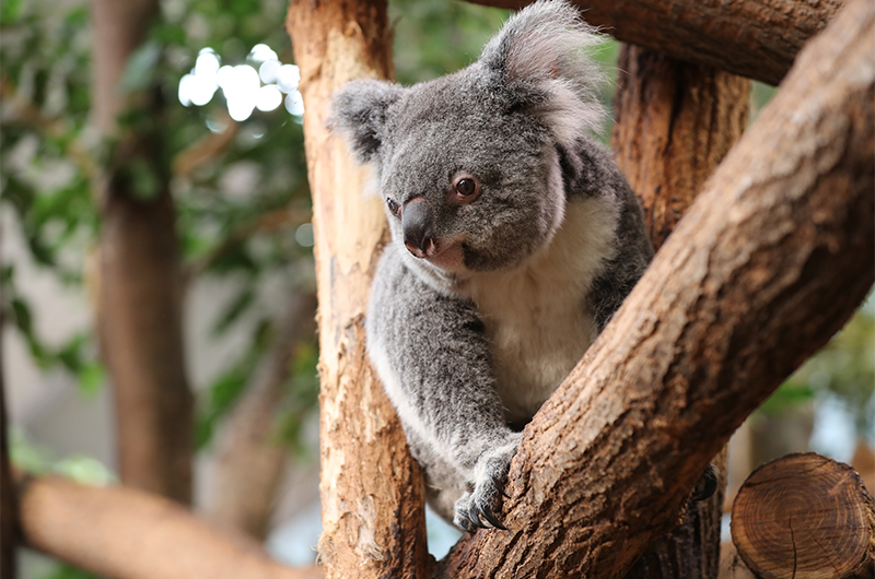 Triste nouvelle chez les koalas