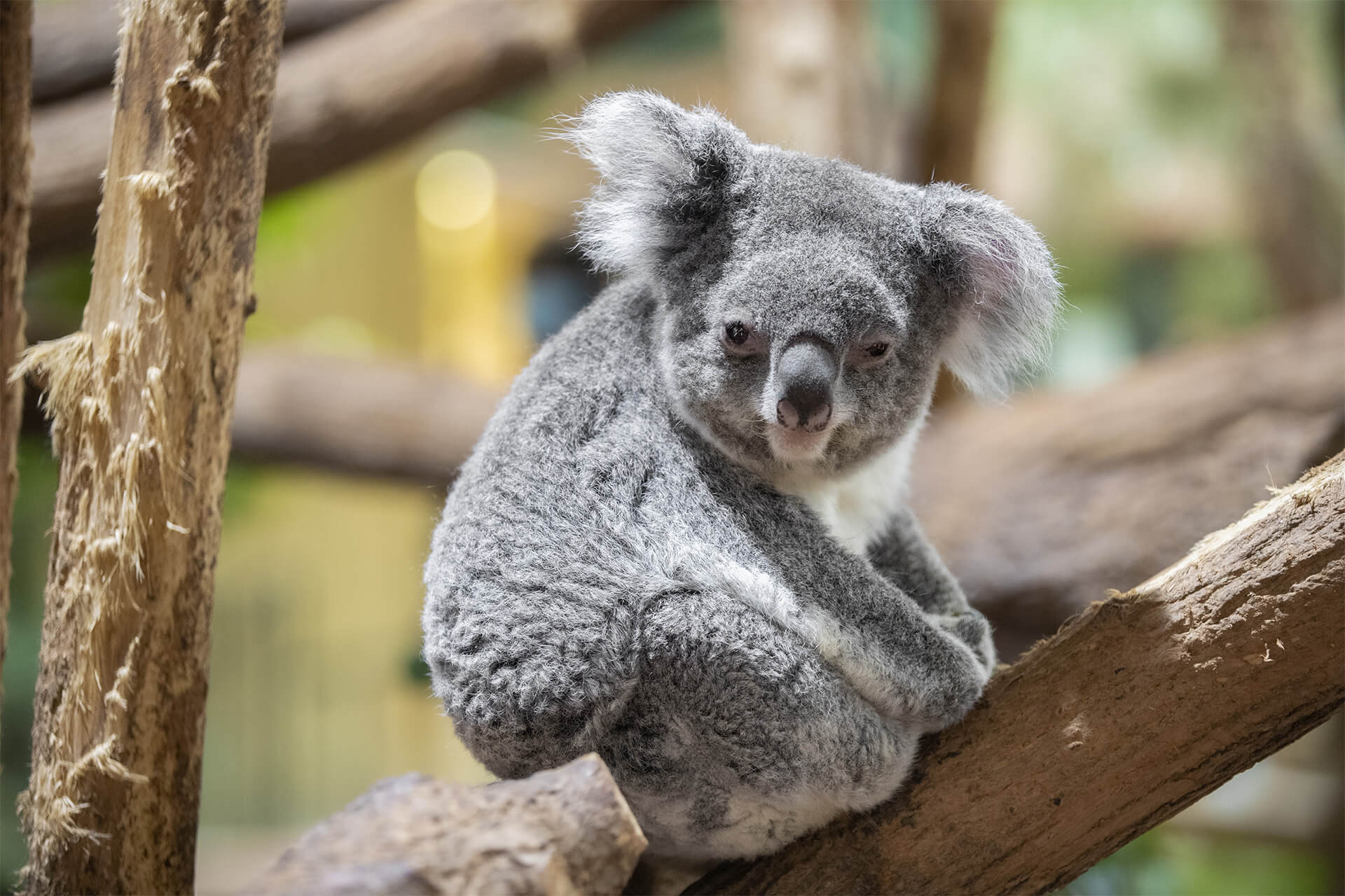 Alguna, femelle koala