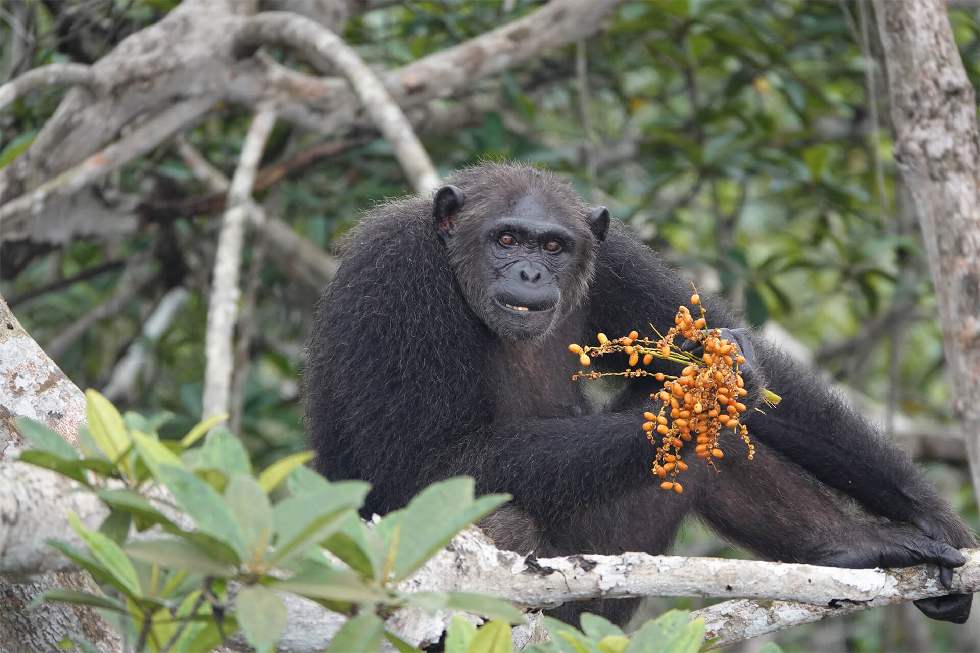 chimpanzé au Congo