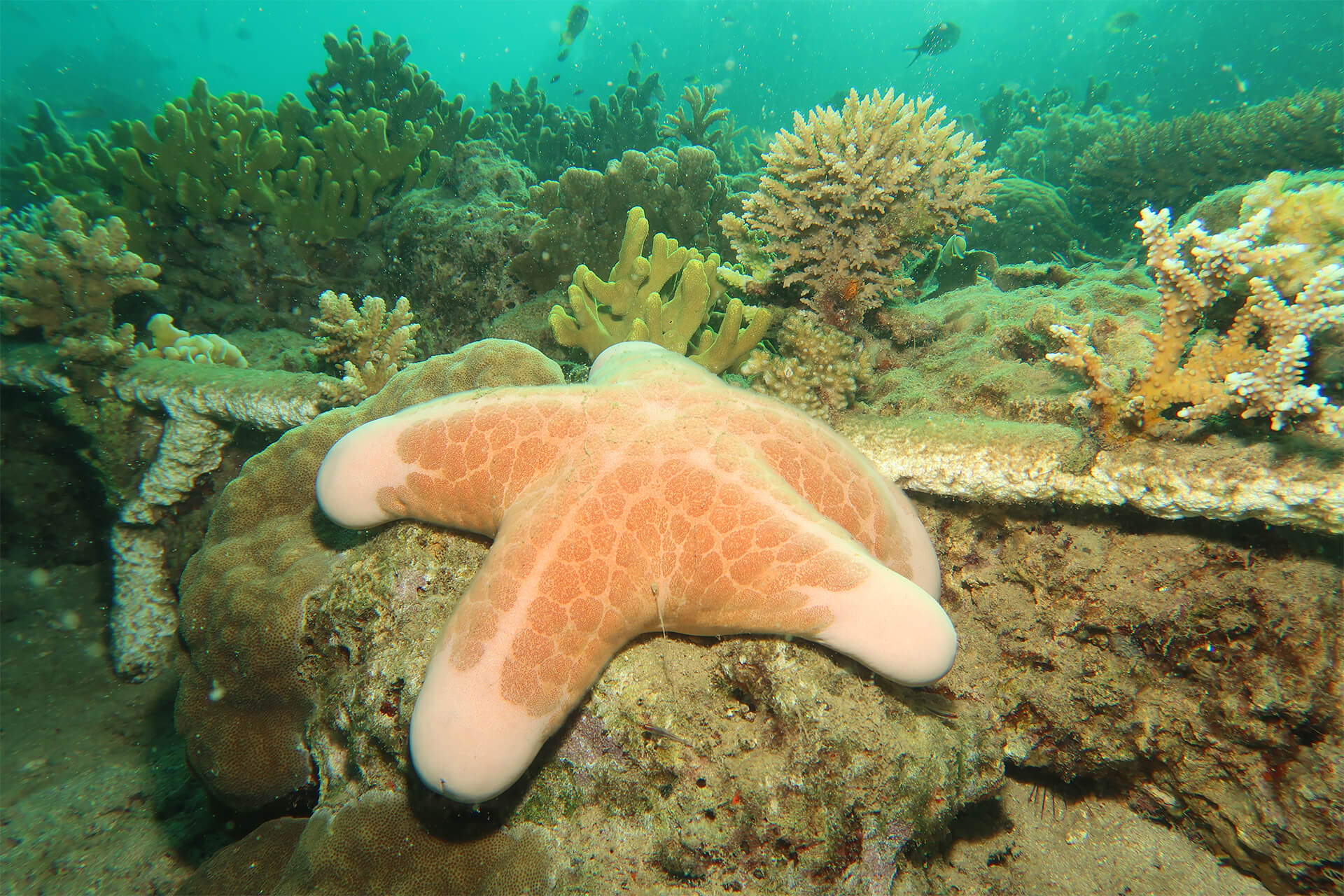 étoile de mer au milieu du corail à Bali