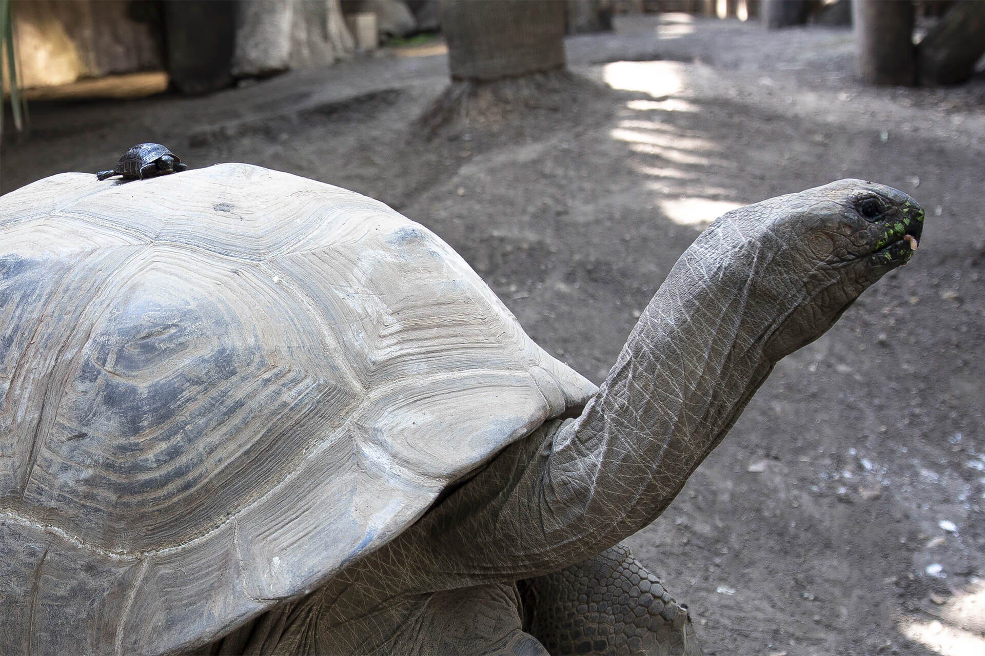 tortues d'Aldabra