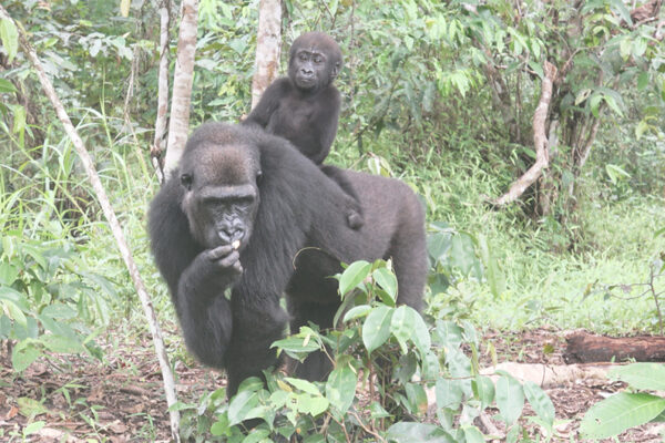 Gorilles au Gabon : Taàli, un an déjà !
