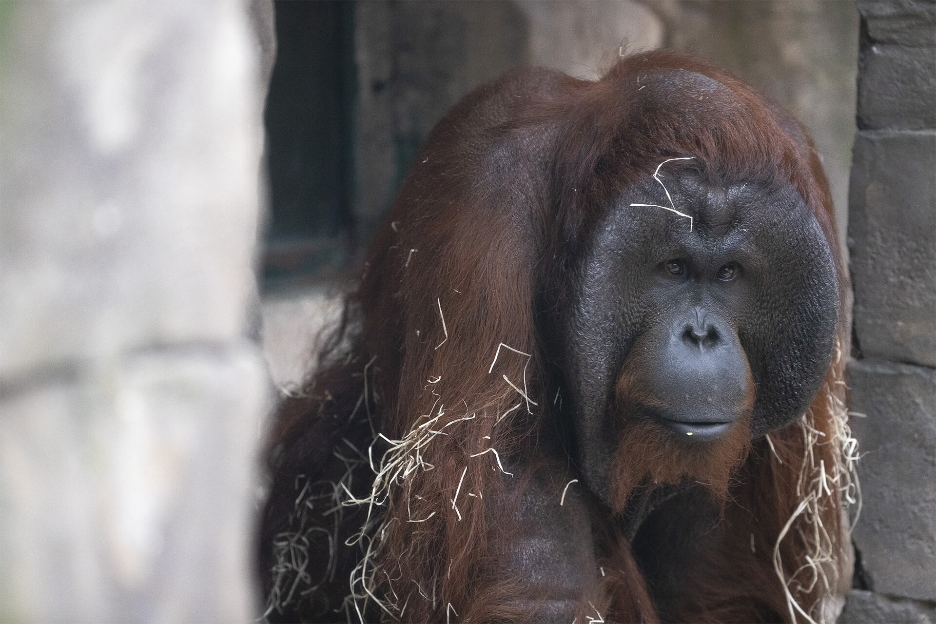 Tigu, nouveau mâle orang-outan