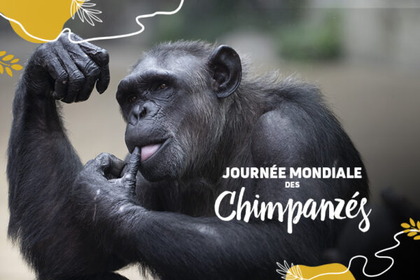 C’est la fête nationale mais aussi la journée mondiale des chimpanzés !