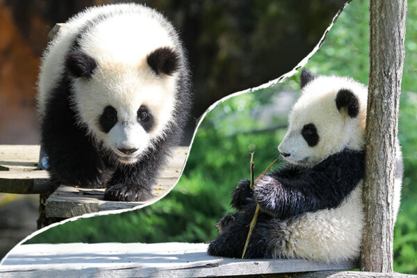 Les jumelles panda géant ont 11 mois !