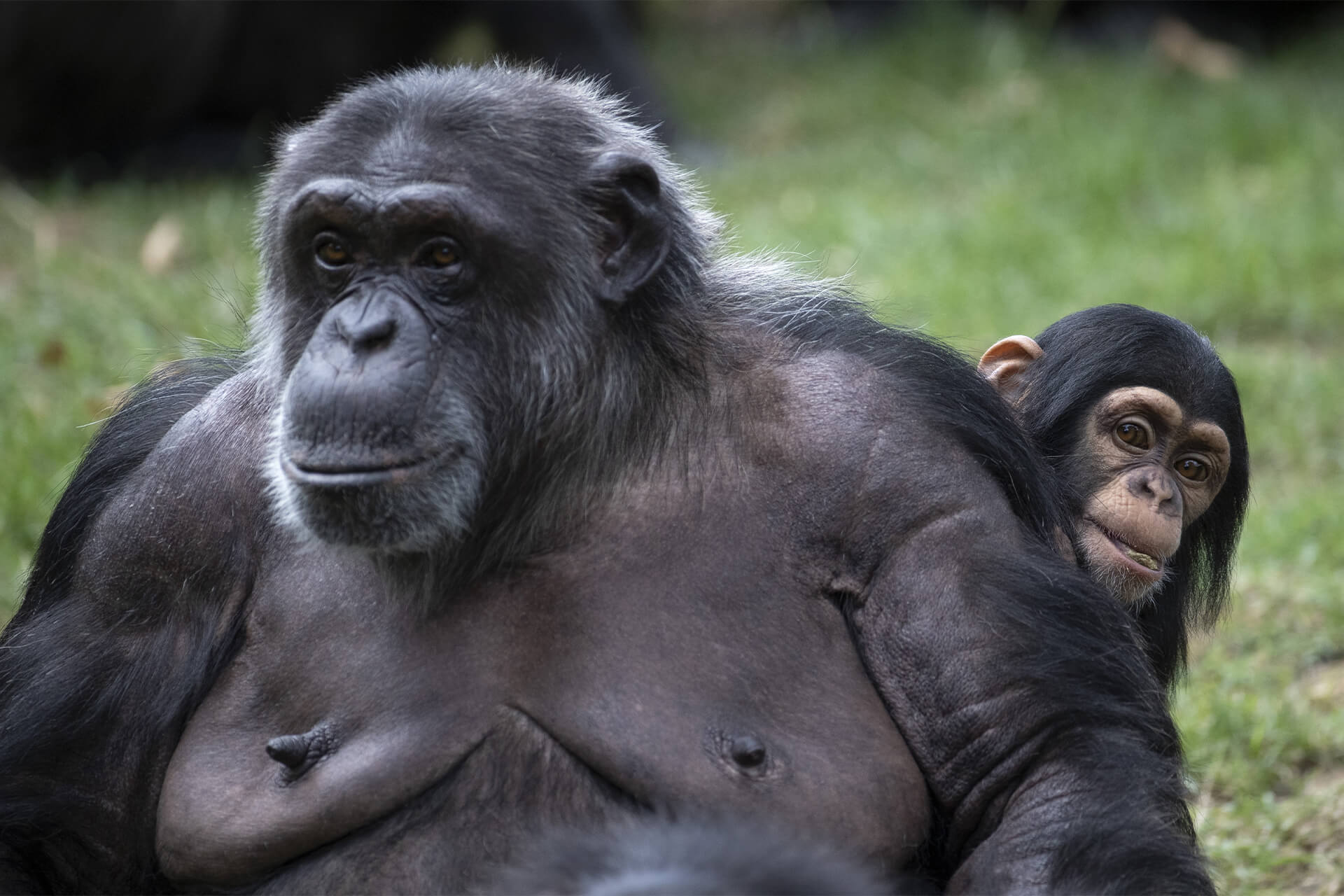 N'Sàka, bébé chimpanzé et Domi sa mère
