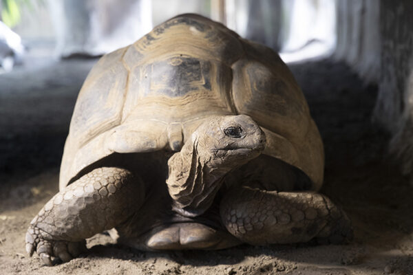 Les tortues tutoient le temps !