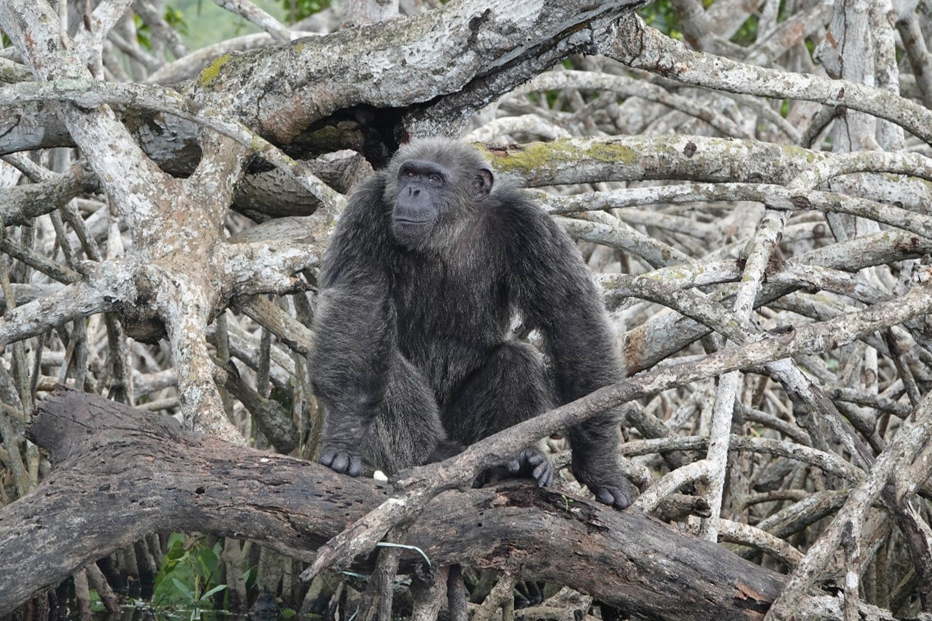 chimpanzé de Help Congo