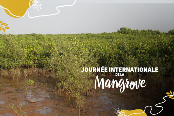 De l’importance des mangroves